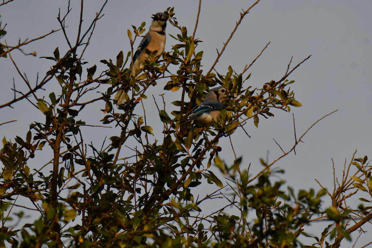 Blue Jay - ML645477106