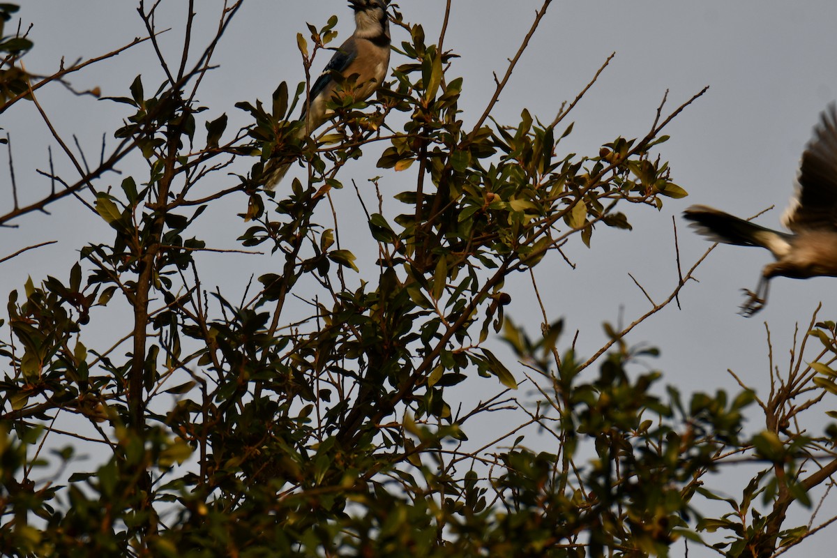 Blue Jay - ML645477107