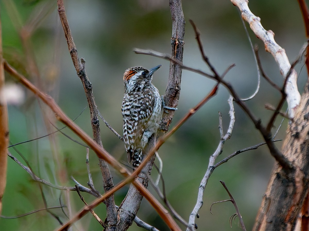 Checkered Woodpecker - ML645477108