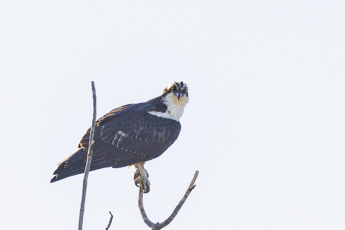 Osprey - ML645477109