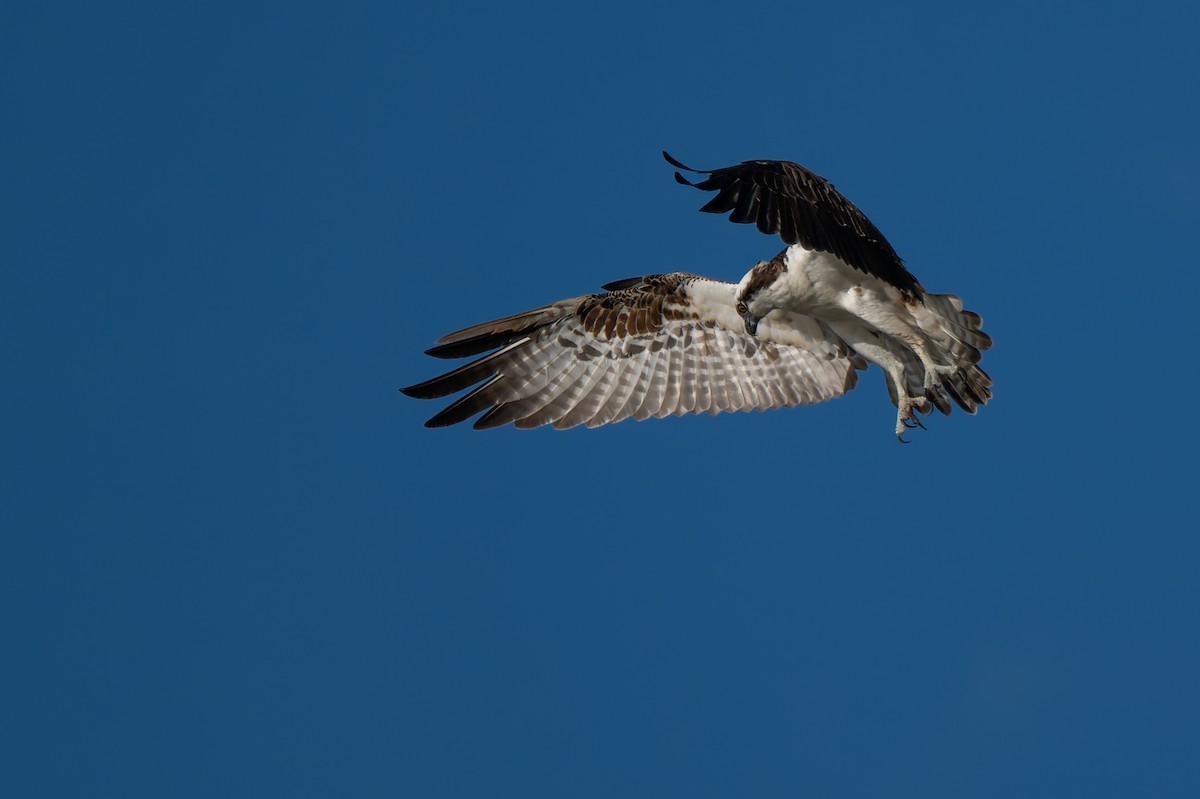 Osprey - ML645477110