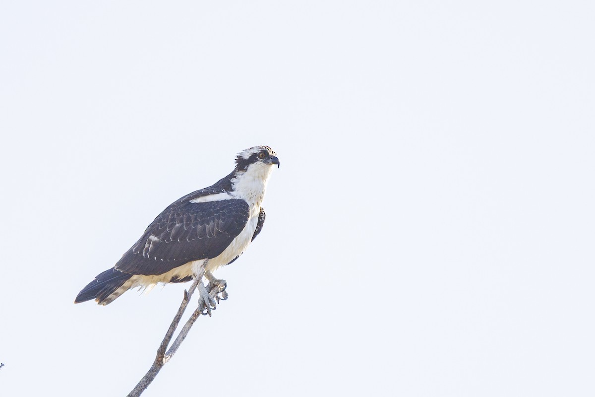 Osprey - ML645477112