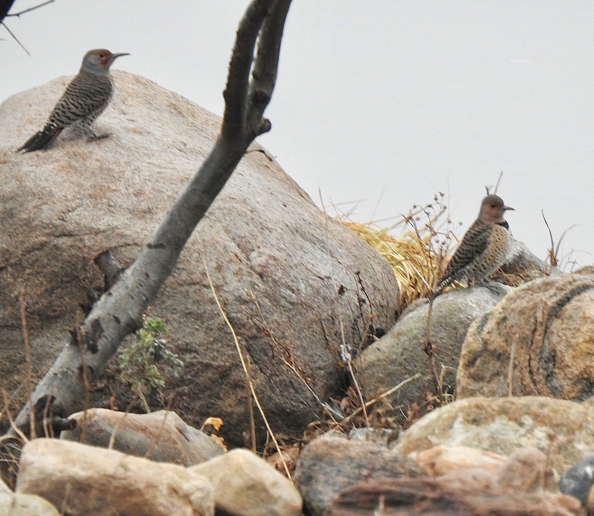 Northern Flicker (Yellow-shafted) - ML645477115