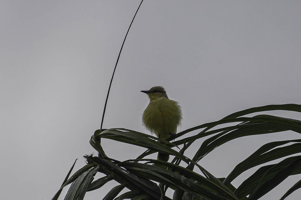 Cattle Tyrant - ML645477116