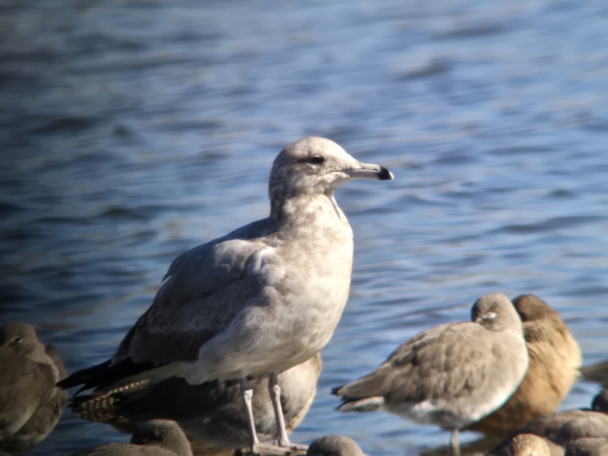 California Gull - ML645477117