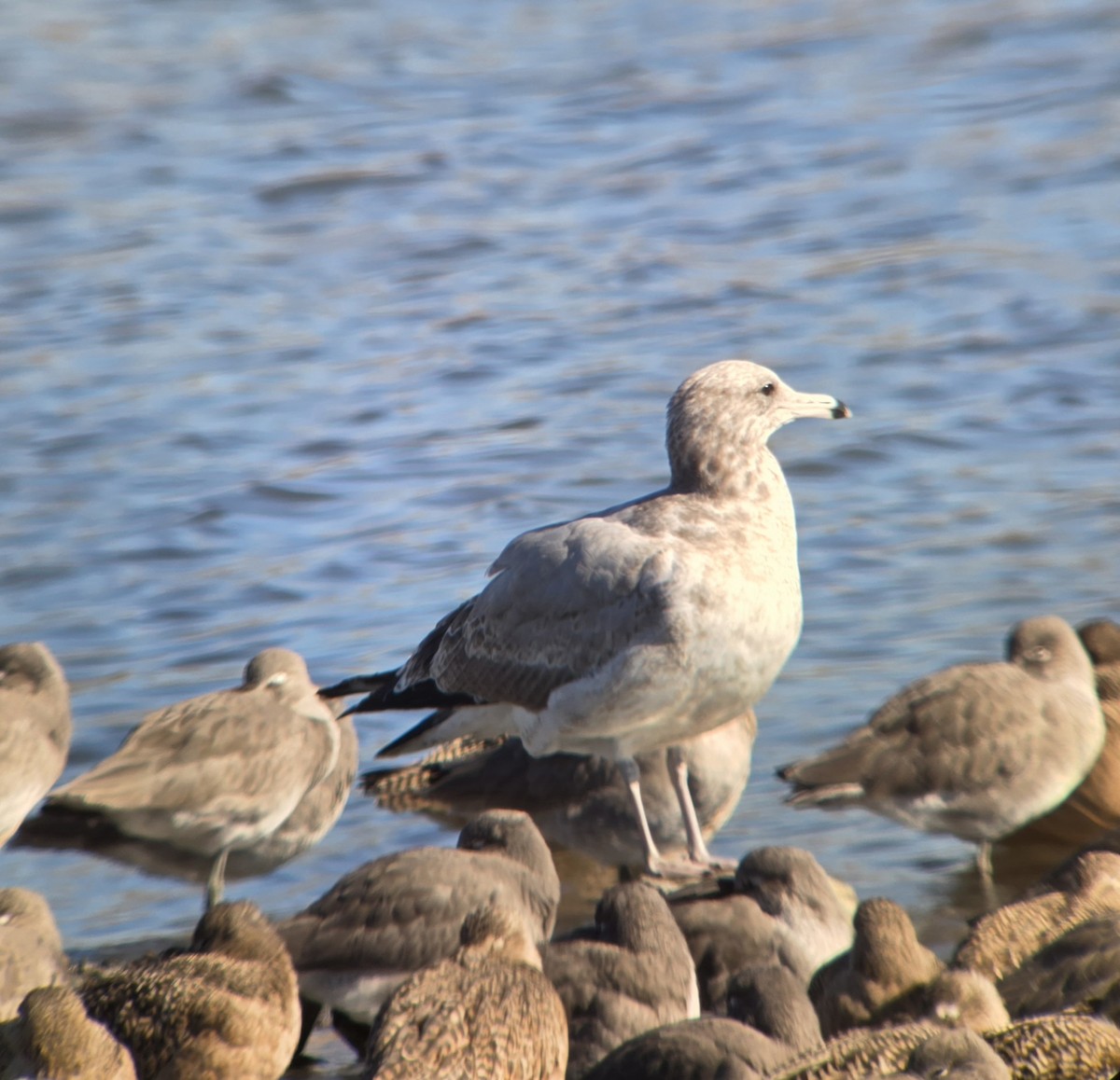 California Gull - ML645477118