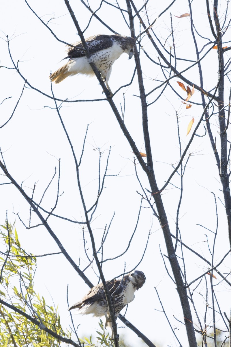 Red-tailed Hawk - ML645477119