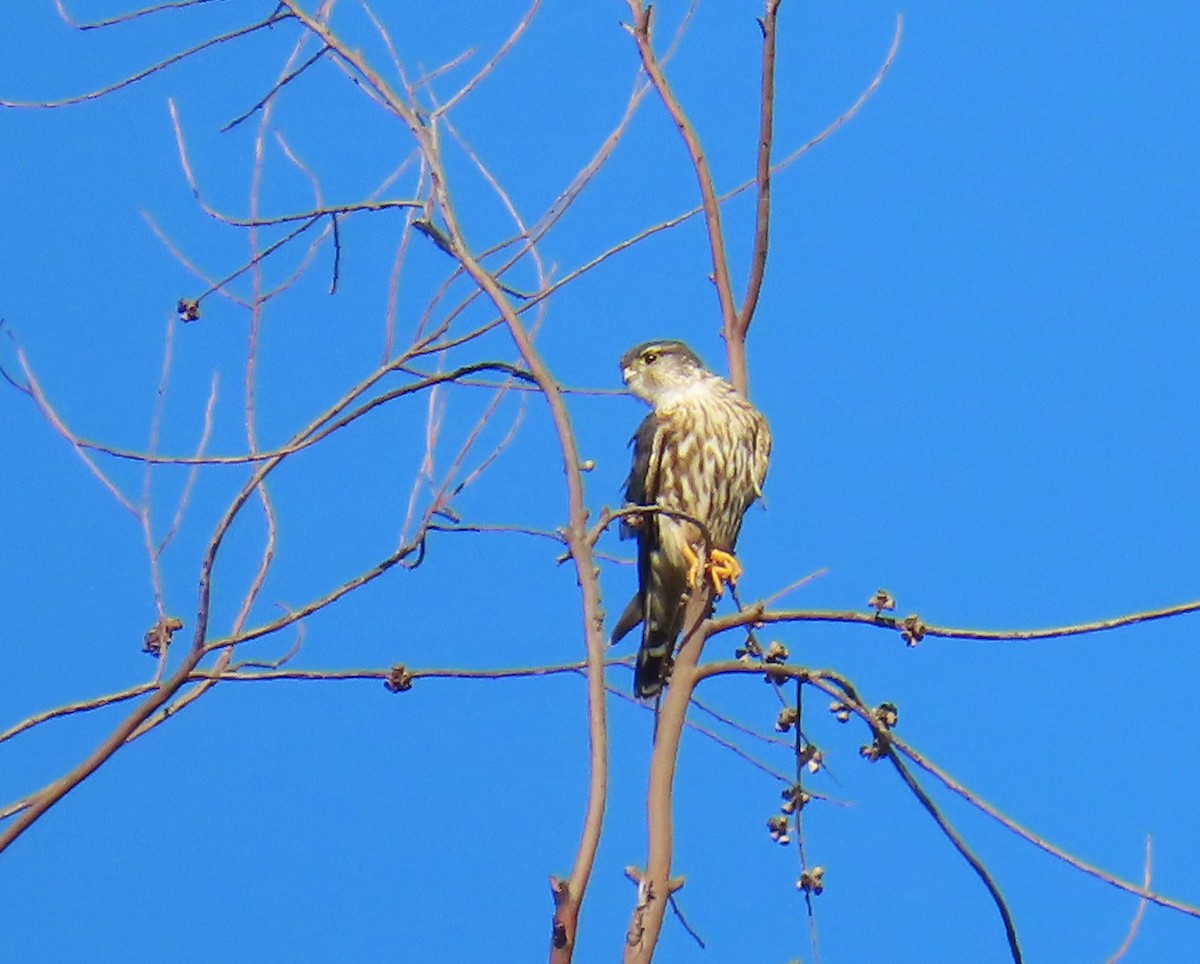 Merlin - ML645477120