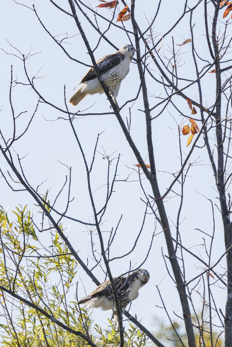 Red-tailed Hawk - ML645477121