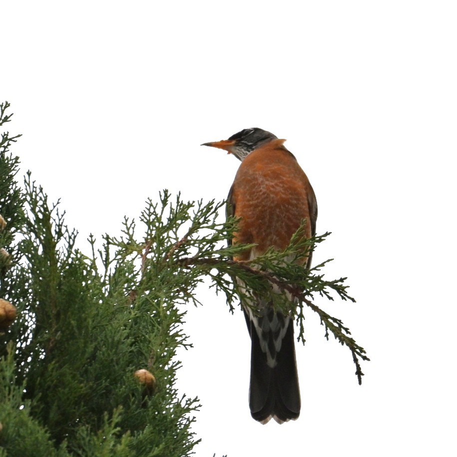 American Robin - ML645477122