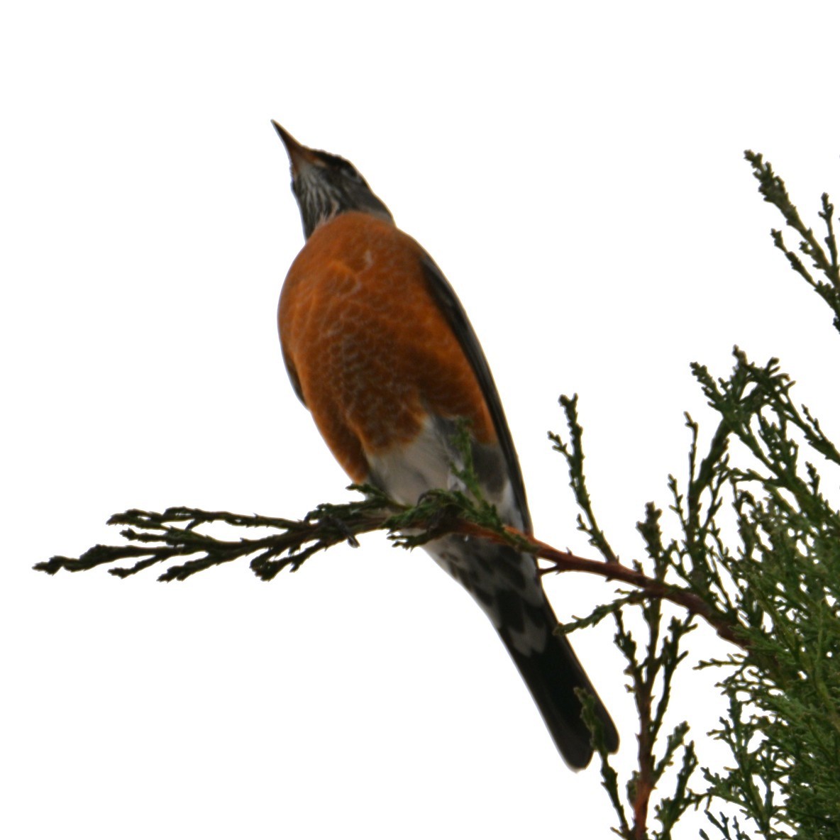 American Robin - ML645477123