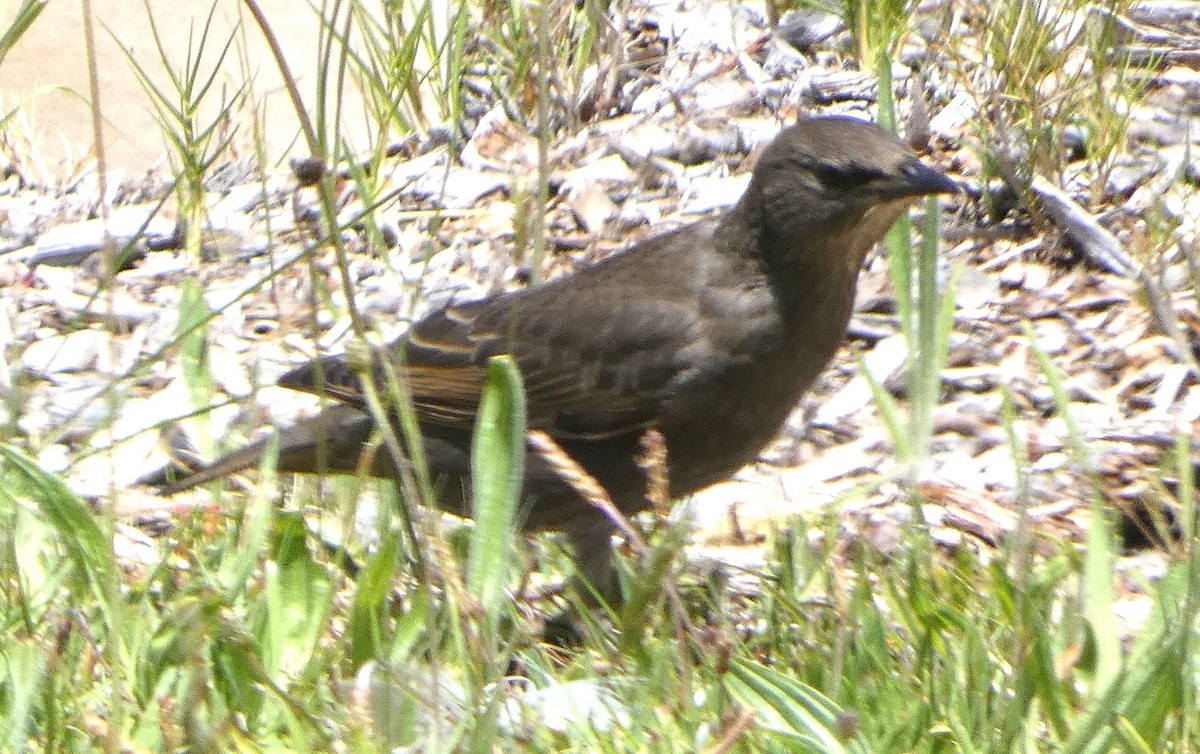 Estornino Pinto - ML645477126