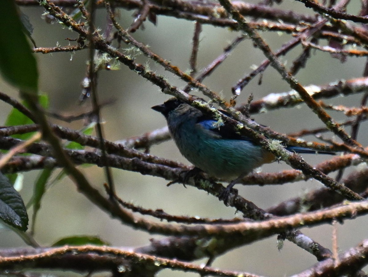 Metallic-green Tanager - ML645477127