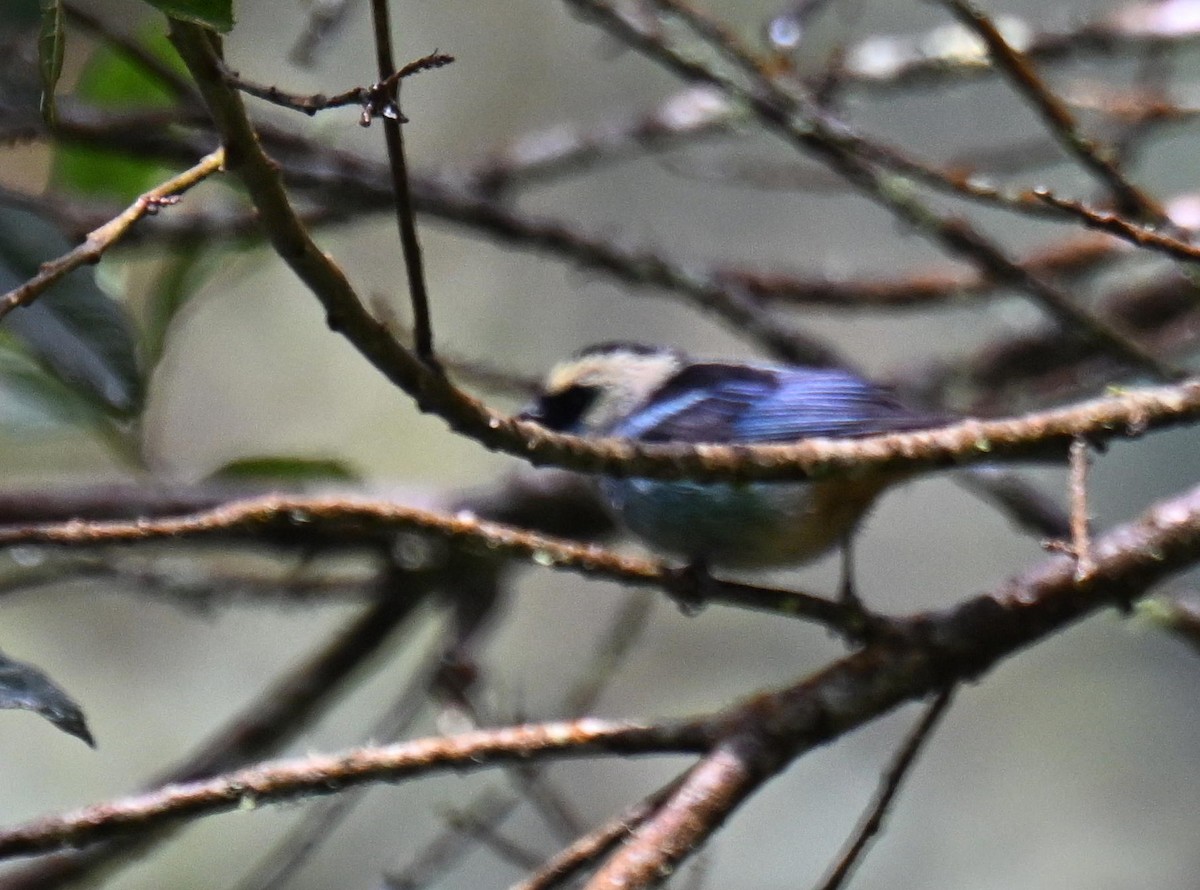 Metallic-green Tanager - ML645477128