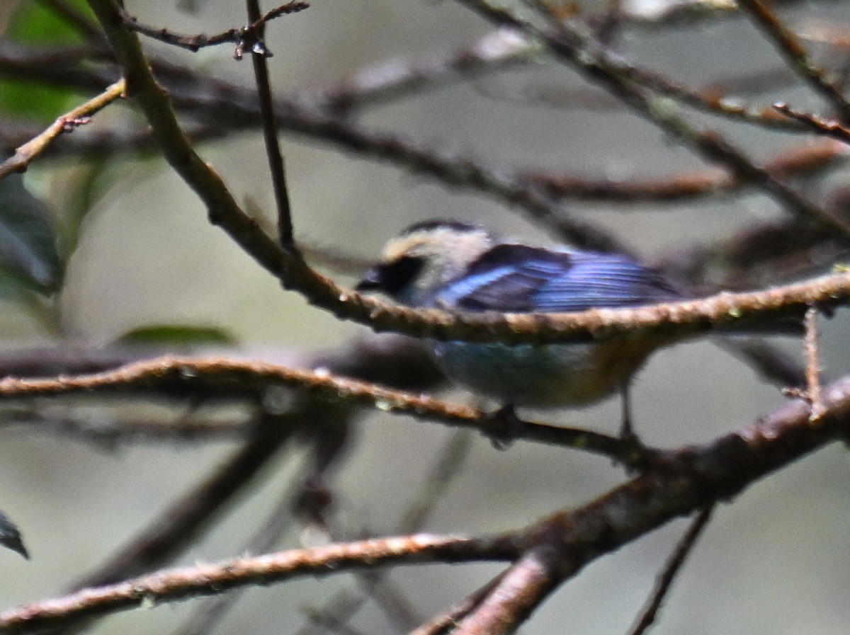 Metallic-green Tanager - ML645477129