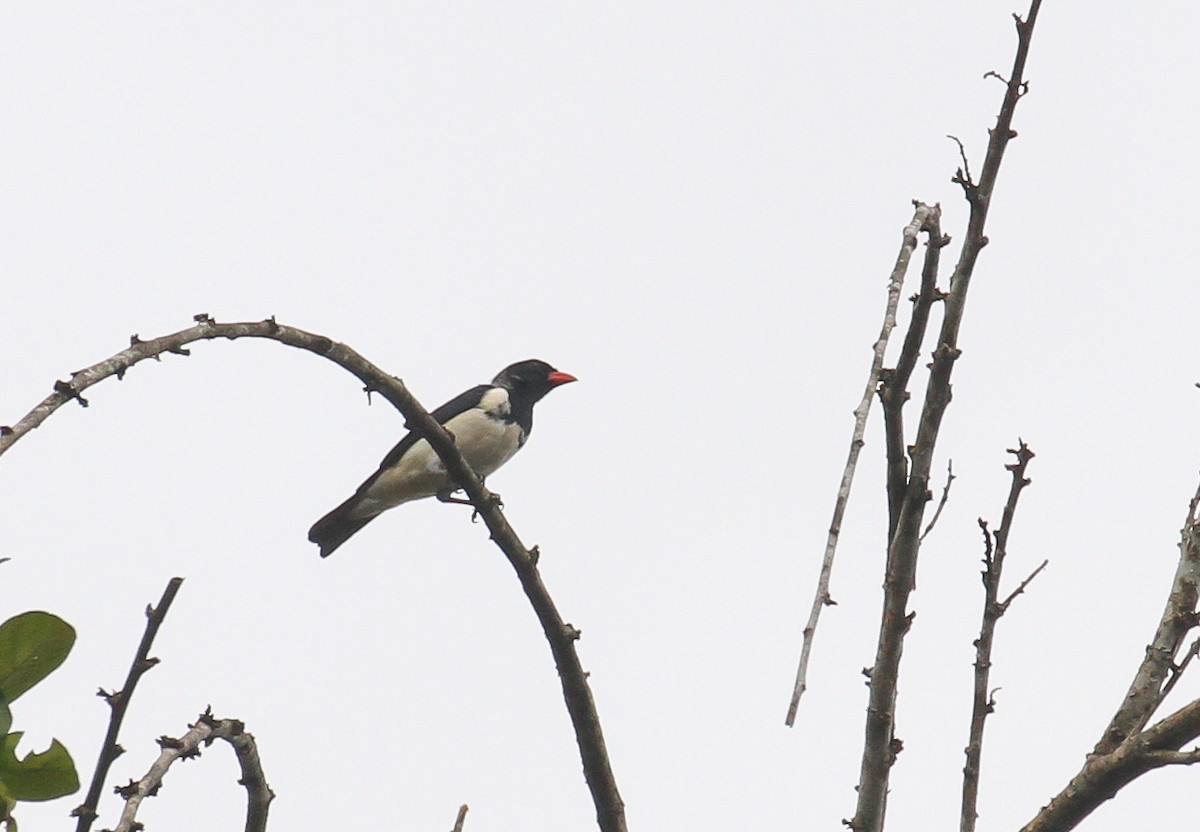 Red-billed Pied Tanager - ML645477130