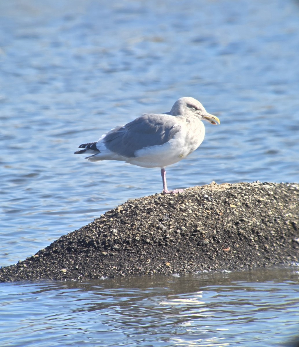 Western x Glaucous-winged Gull (hybrid) - ML645477131