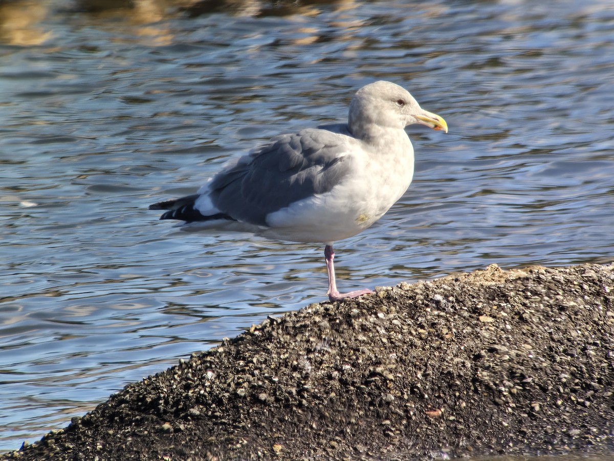 Western x Glaucous-winged Gull (hybrid) - ML645477132