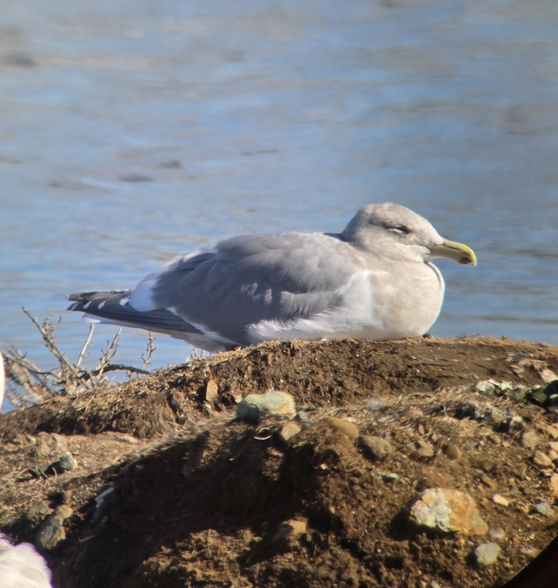 Western x Glaucous-winged Gull (hybrid) - ML645477133