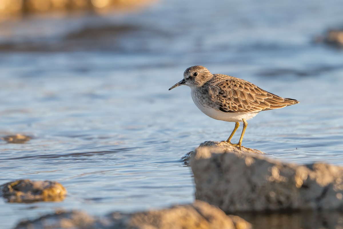 Least Sandpiper - ML645477134
