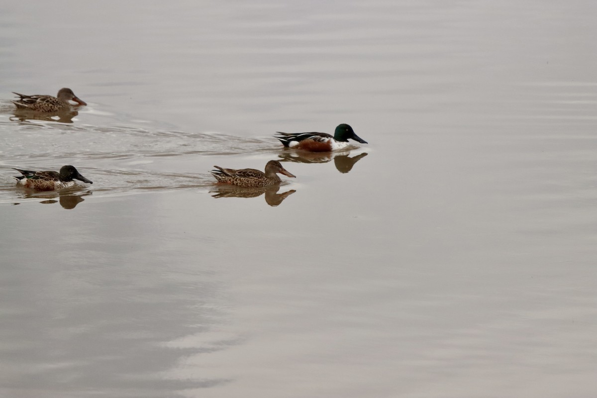 Mestolone - ML645477138