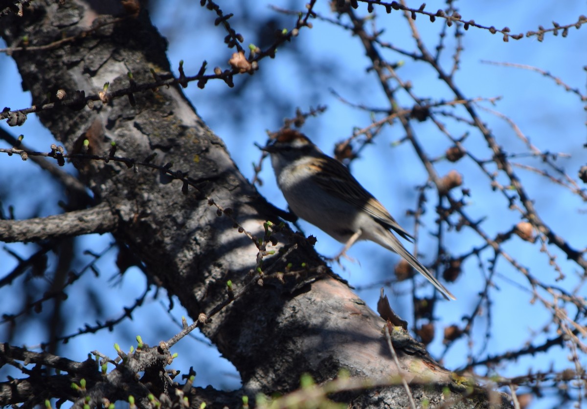 Chipping Sparrow - ML645477141