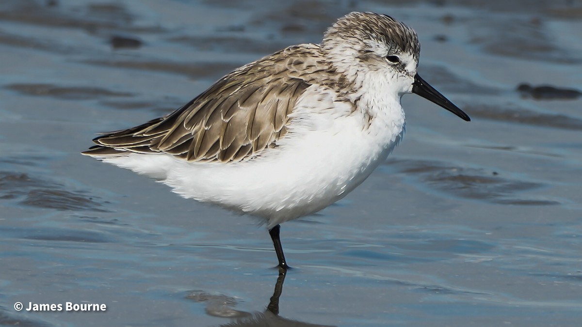Western Sandpiper - ML645477153