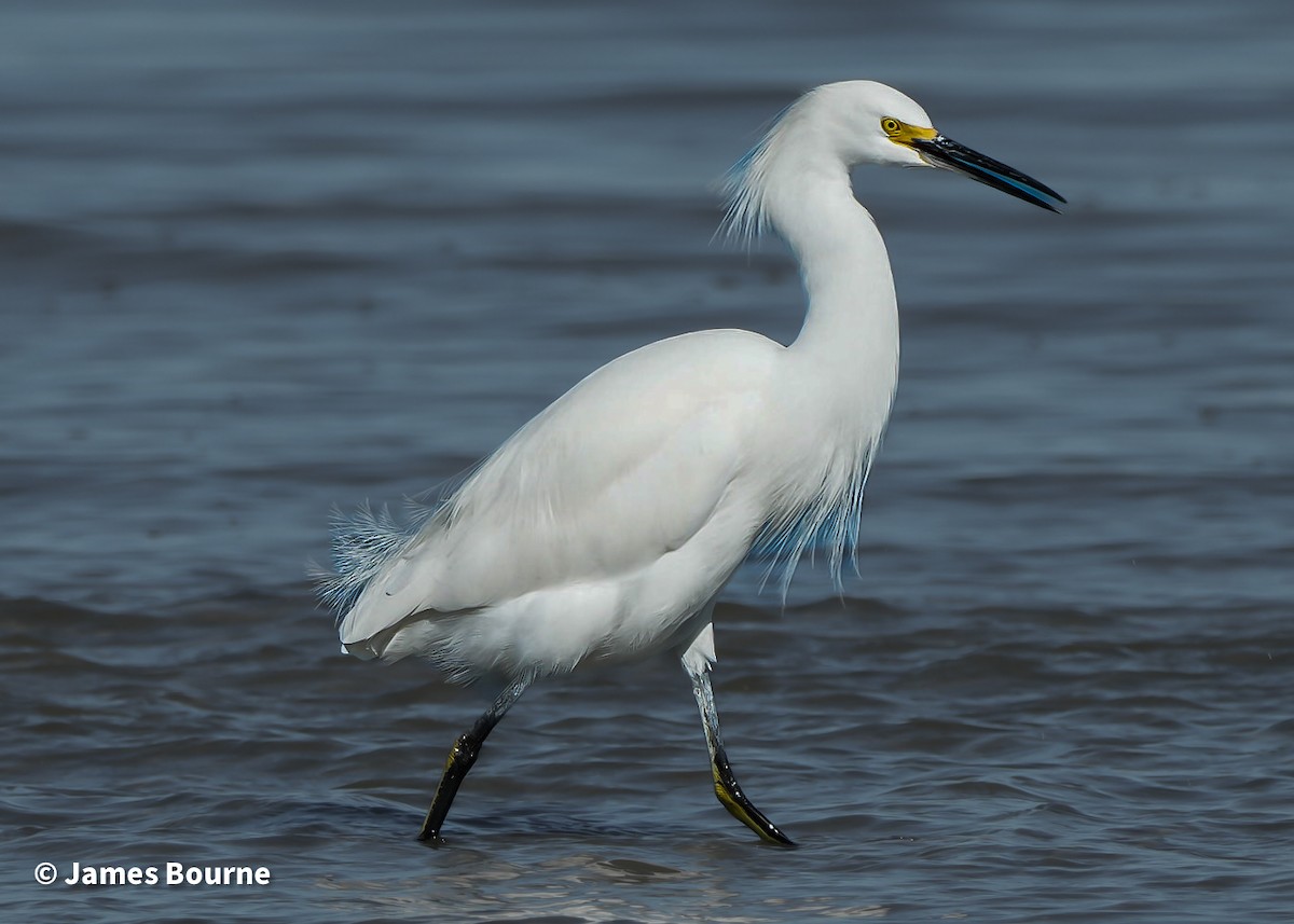 Snowy Egret - ML645477171