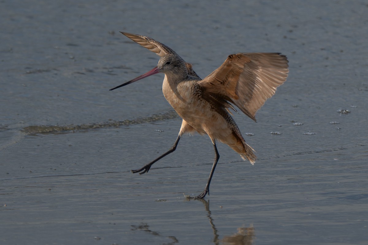 Marbled Godwit - ML645477183