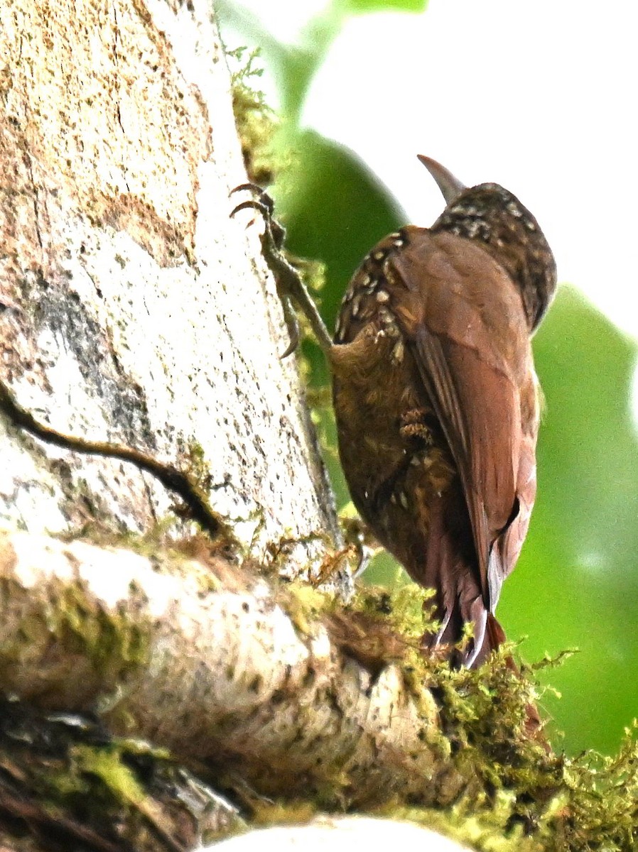 Dağ Tırmaşık - ML645477193