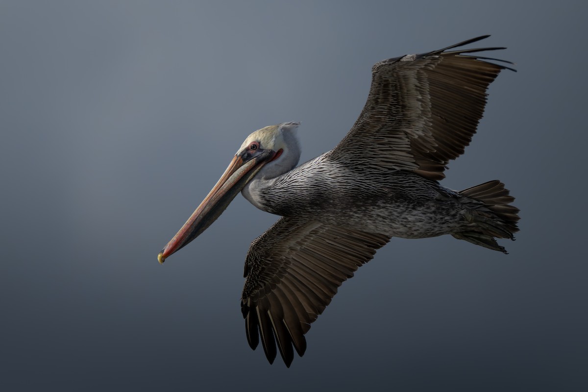 Brown Pelican - ML645477204