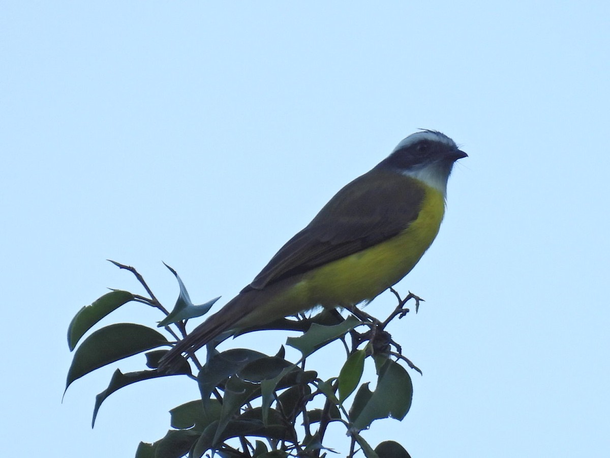 Красношапочный бентеви - ML645477206