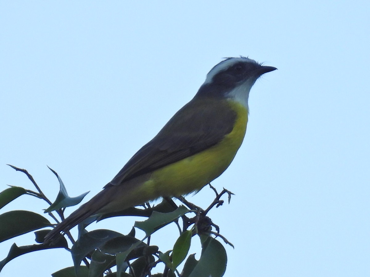 Красношапочный бентеви - ML645477207