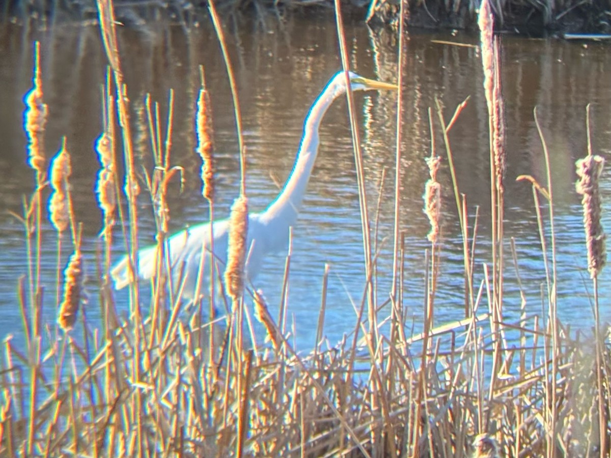 大白鷺 - ML645477211