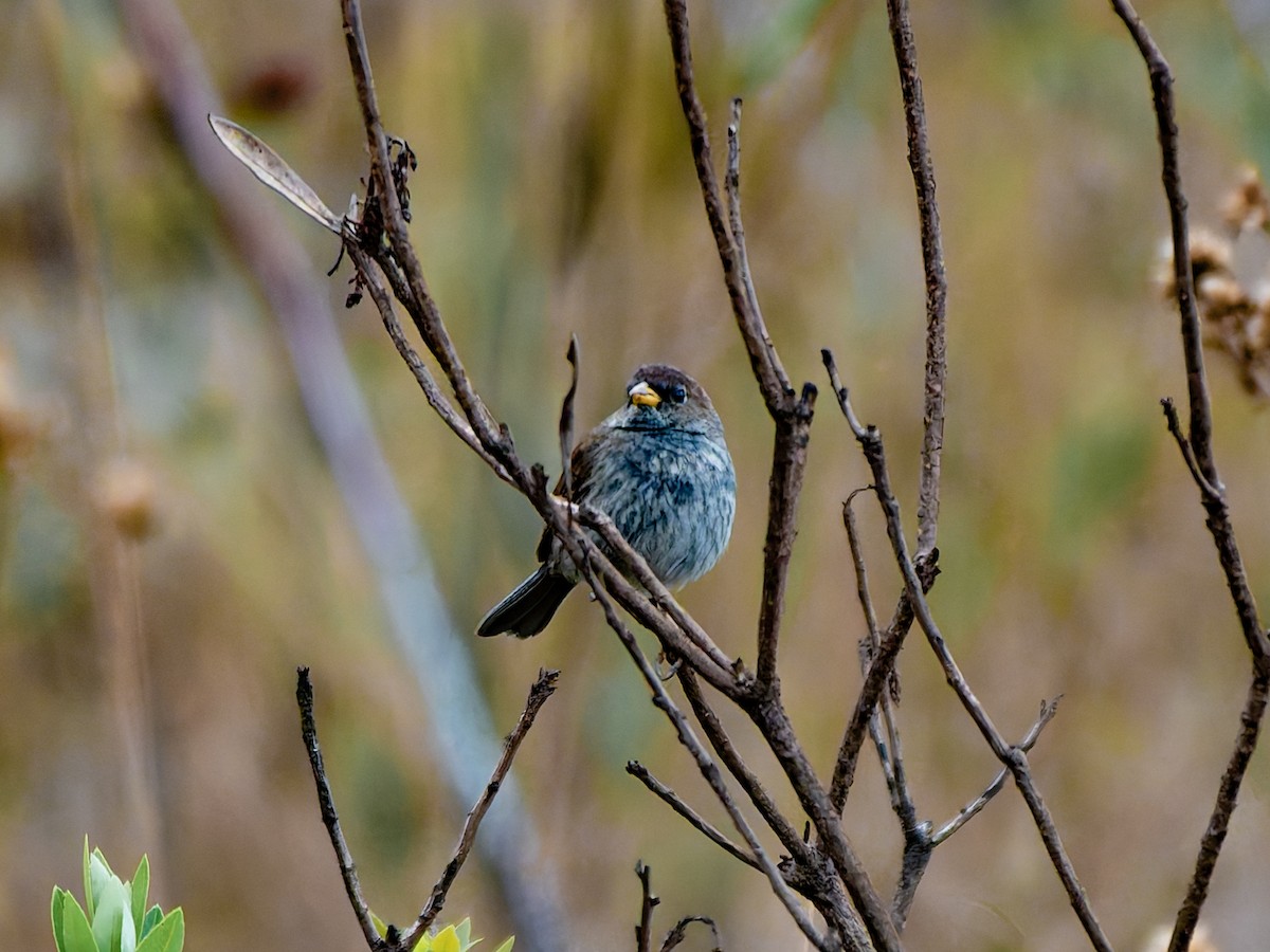 Blue Finch - ML645477223