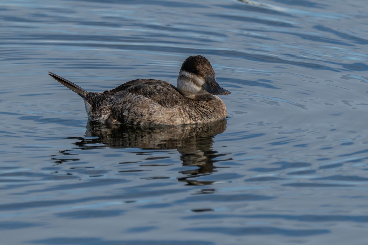 Американская савка - ML645477224