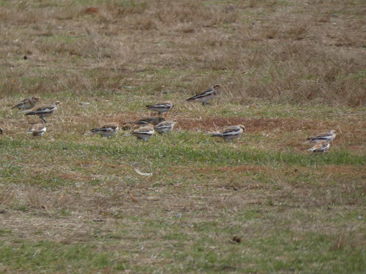 Elur-berdantza - ML645477252