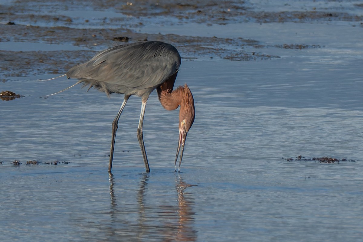 Reddish Egret - ML645477256