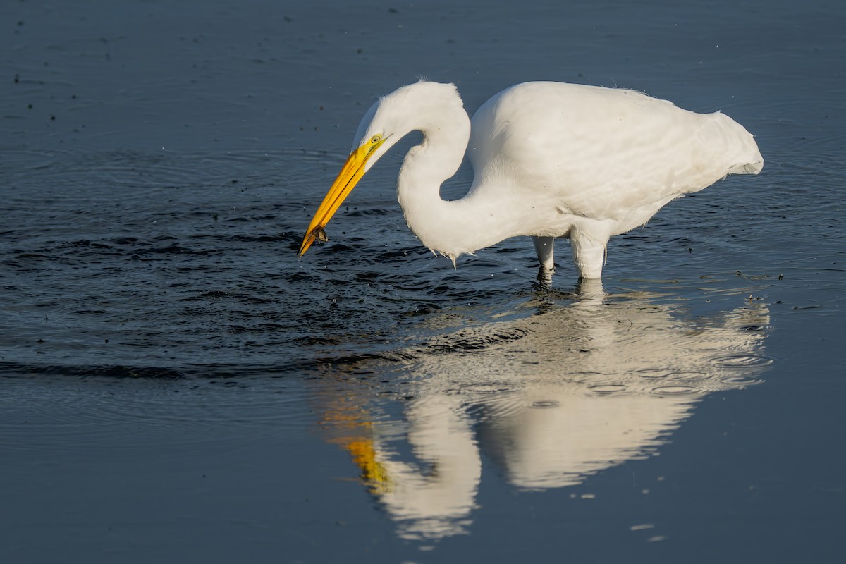 Silberreiher - ML645477261