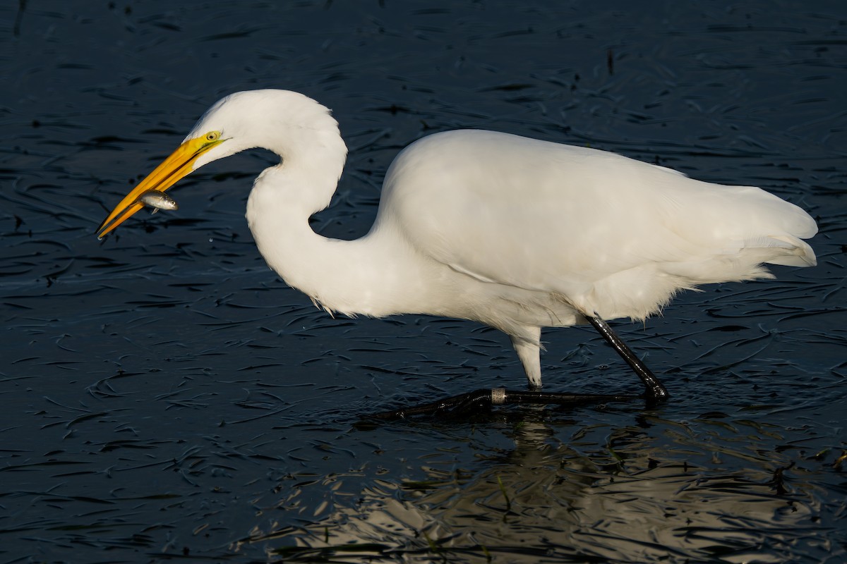 Silberreiher - ML645477264