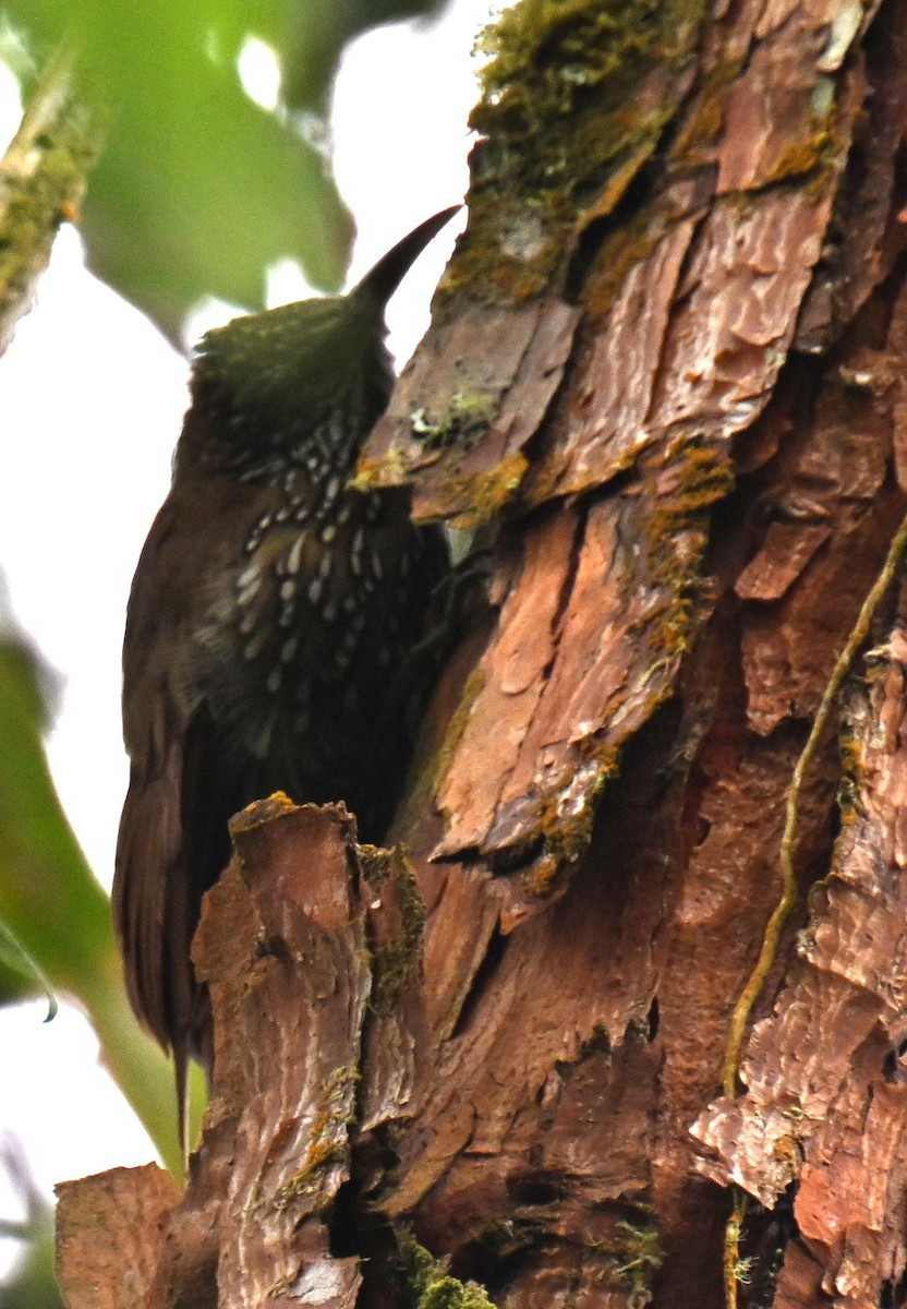 Dağ Tırmaşık - ML645477271