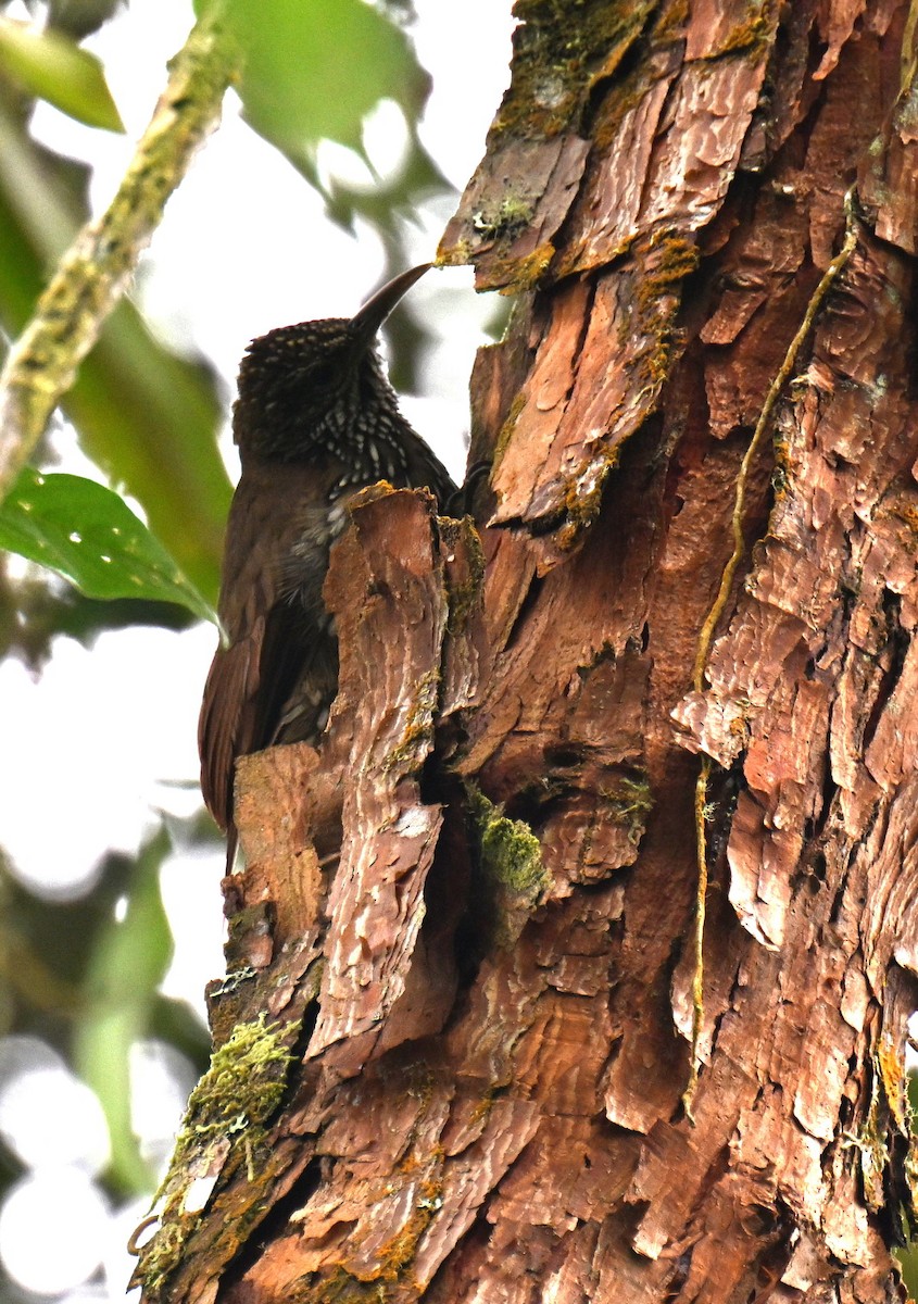 Dağ Tırmaşık - ML645477272