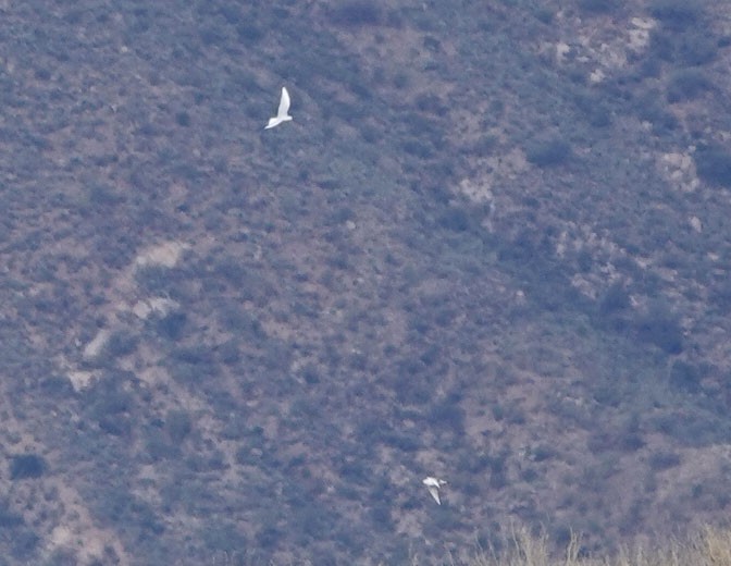 Мартиновий sp. - ML645477273