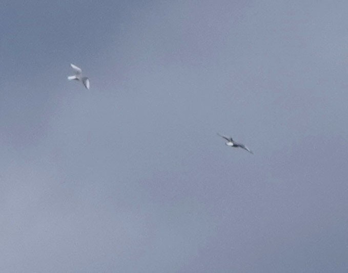 Мартиновий sp. - ML645477274