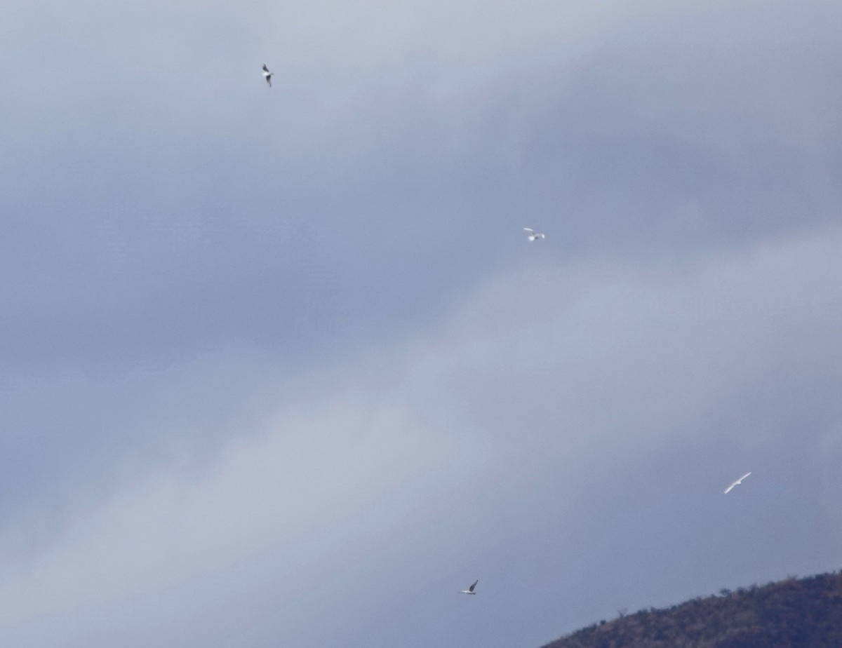 Мартиновий sp. - ML645477275