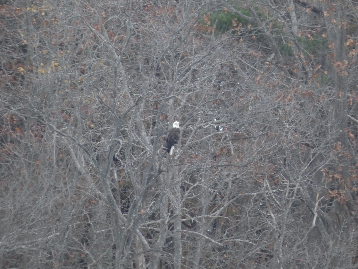 Bald Eagle - ML645477276