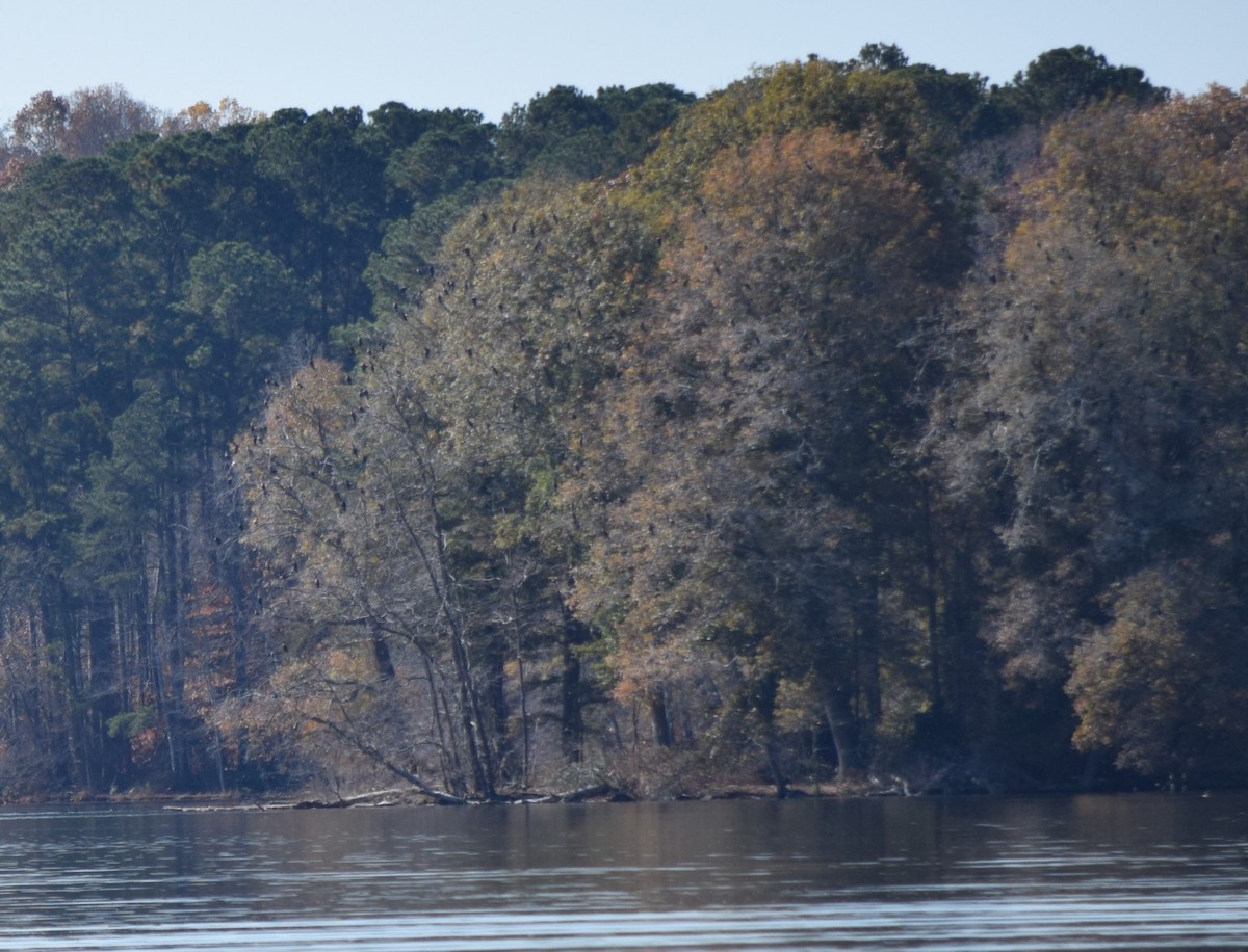 Cormoran à aigrettes - ML645477278