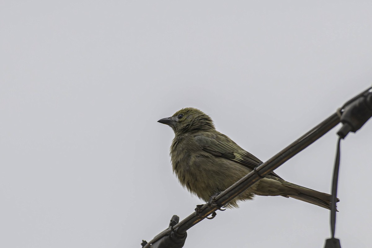 Tangara des palmiers - ML645477280