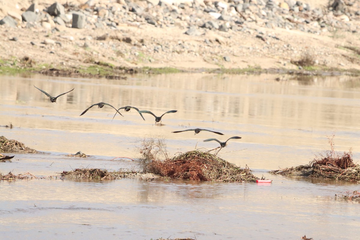 Beltzaran musuzuria - ML645477285