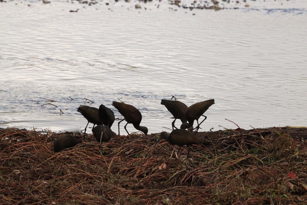 Beltzaran musuzuria - ML645477286